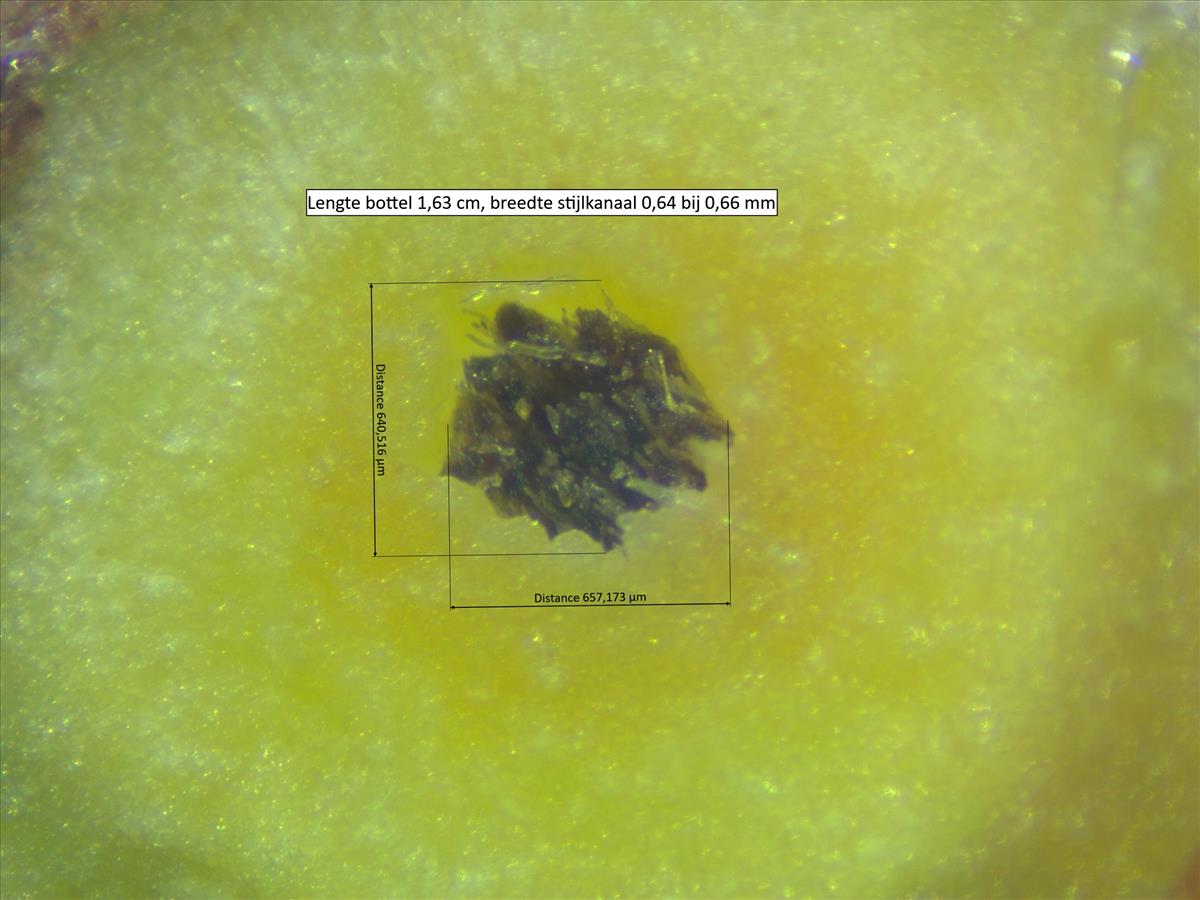 Rosa agrestis (door Jan Klinckenberg)